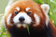 Avatar de Joli panda