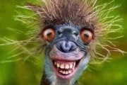 Avatar de Ricounet