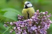 Avatar de Lilas Pourpre