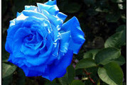 Avatar de larosebleu56
